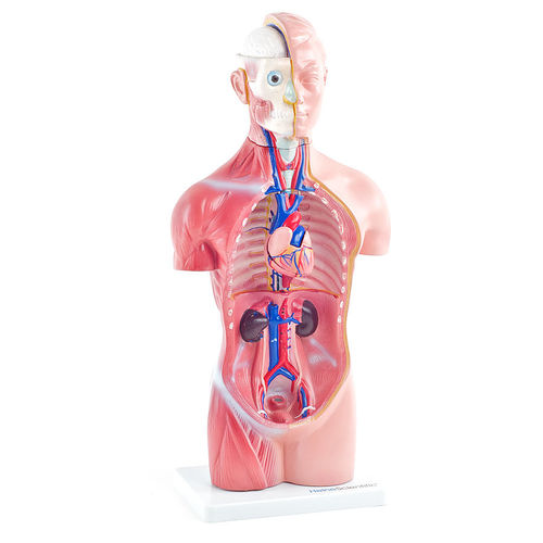 Torso model - H131120  - HeineScientific® - for teaching / plastic / with musculature
