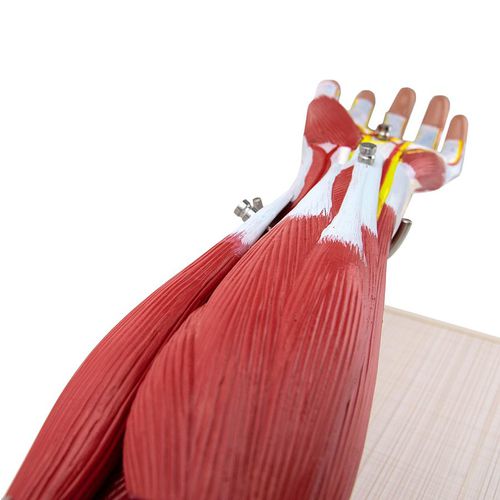 Muscle model - H139011  - HeineScientific® - arm / for teaching / with musculature