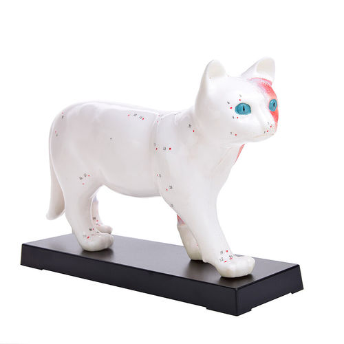 Whole body anatomical model - H190074  - HeineScientific® - veterinary / acupuncture / for teaching