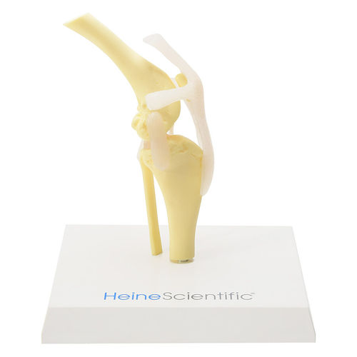 Knee model - H139013  - HeineScientific® - joint / skeleton / veterinary
