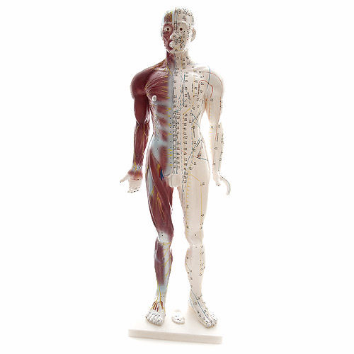 Muscle model - H129990 - HeineScientific® - whole body / artery / vein