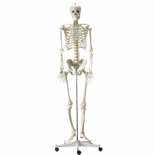 Spinal anatomical model - H495121 - HeineScientific® - whole body / skeleton / for teaching