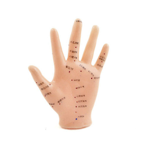 Hand anatomical model - H130484 - HeineScientific® - acupuncture / for ...