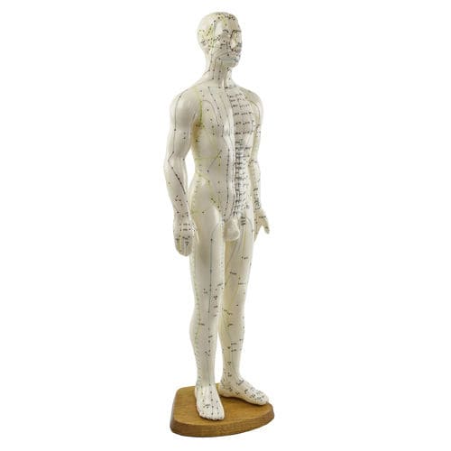 Whole body anatomical model - H134005 - HeineScientific® - acupuncture / for teaching / male