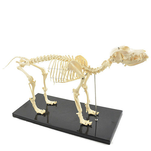 Skeleton model - H190910  - HeineScientific® - whole body / surgical / veterinary
