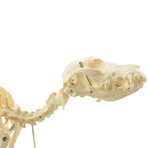 Skeleton model - H190910 - HeineScientific® - whole body