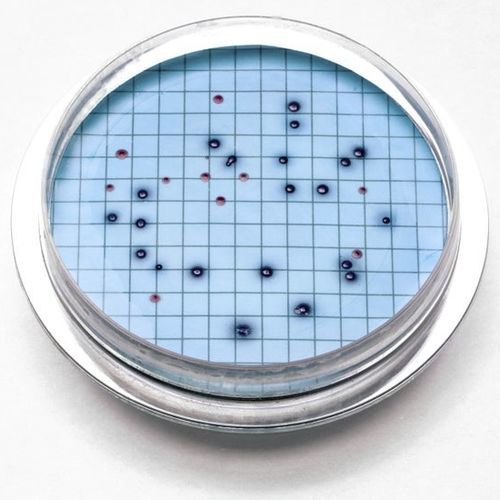 Agar gel reagent - 2805215 - HACH LANGE Europe - for water analysis / dehydrated / bacteria