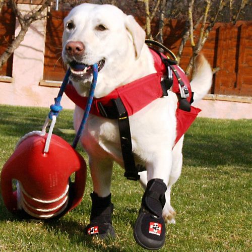 Dog veterinary walker boot TheraPaw TheraPaw breathable