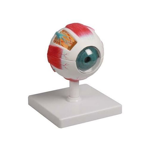 Muscle model - YA/S033 - Yuan Technology - eye / for teaching