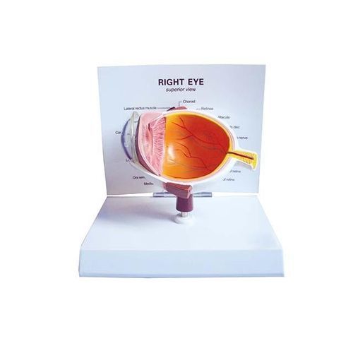 Artery model - YA/S035 - Yuan Technology - vein / eye / for teaching