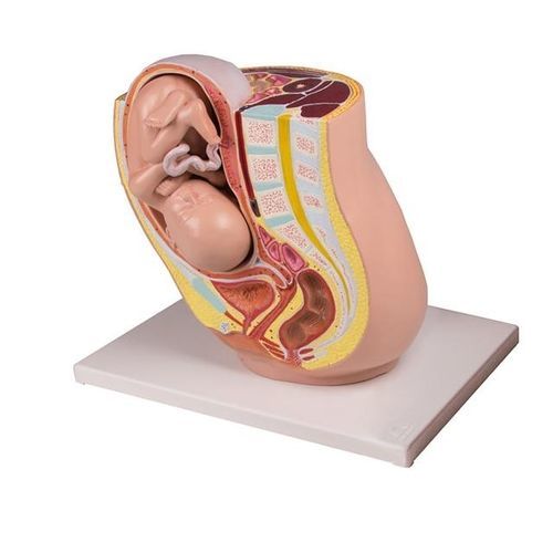 Pelvis model - YA/HB051 - Yuan Technology - pregnancy / female