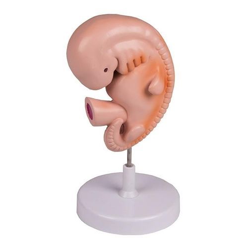 Whole body anatomical model - YA/HB053 - Yuan Technology - for teaching / embryo