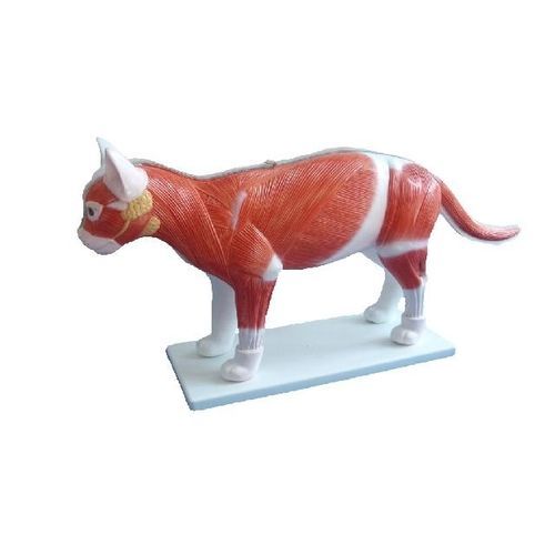 Whole body anatomical model - YA/B027  - Yuan Technology - for teaching / feline / with musculature