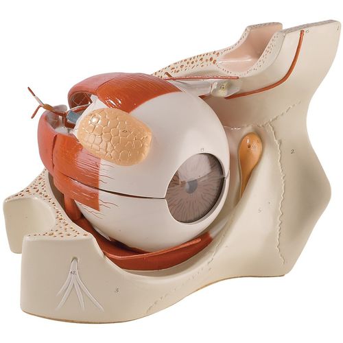 Body anatomical model - 0182-00 - Denoyer-Geppert - eye / blood vessels / for teaching