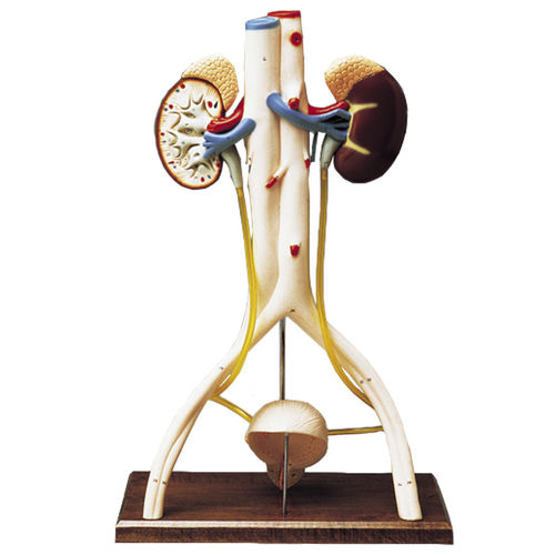 Urinary system model - 0827-45 - Denoyer-Geppert - kidney / bladder ...