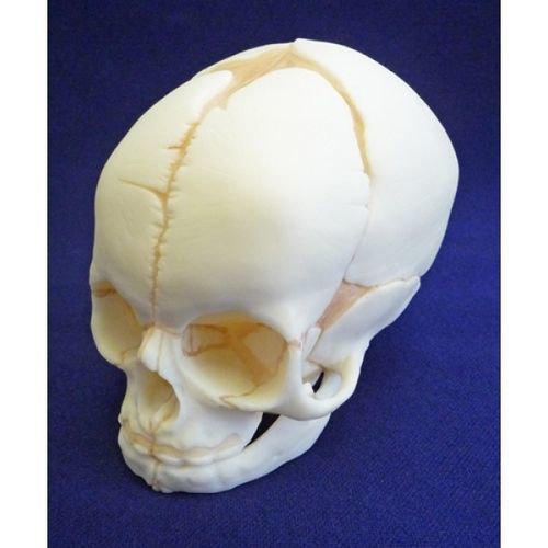 Skull model - ZJY-420-R - Educational + Scientific Products Ltd - for teaching / fetus