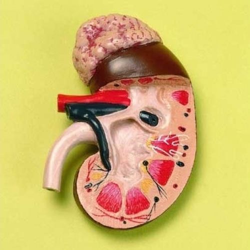 Vein model ZKJ782L Educational + Scientific Products Ltd artery