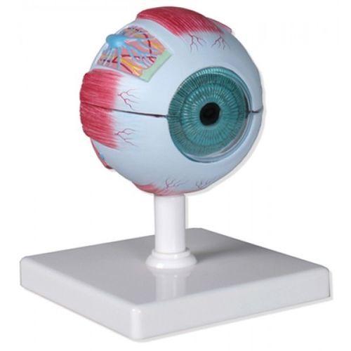 Muscle model ZKH468E Educational + Scientific Products Ltd eye