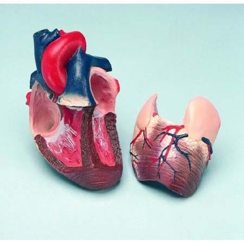 Heart model - ZKJ-646-L - Educational + Scientific Products Ltd - for teaching / handheld
