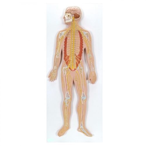 Nervous system model ZKJ699N Educational + Scientific Products