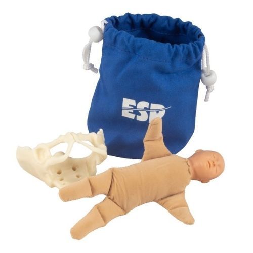 Pelvis model - ZKK-258-B - Educational + Scientific Products Ltd - body / for teaching / fetus