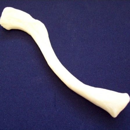 Clavicle anatomical model - ZJY-240-040H - Educational + Scientific Products Ltd - bone / plastic