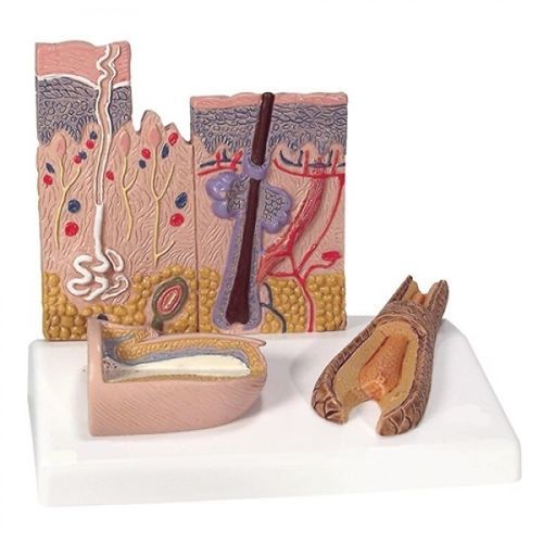 Skin anatomical model - ZKJ-570-H - Educational + Scientific Products Ltd