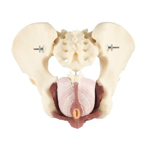 Pelvis model - Dorey - Educational + Scientific Products Ltd - pelvic floor / muscle / anal