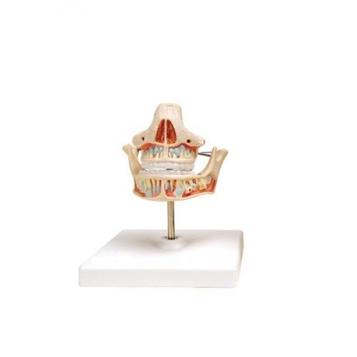 Dental model - ZKH-690-A - Educational + Scientific Products Ltd - blood vessels / jaw / dental