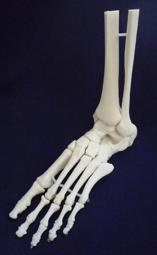 Skeleton model - ZJY-900-X - Educational + Scientific Products Ltd - foot / joint / tibia