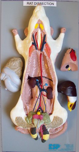Dissection anatomical model - ZKA-806-Y - Educational + Scientific Products Ltd - stomach / heart / whole body