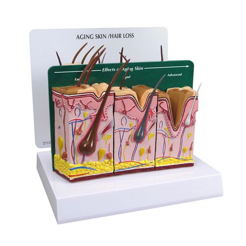 Skin anatomical model - 3900 - GPI Anatomicals - blood vessels / for teaching / aging