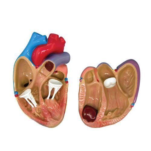 Heart model - 2550 - GPI Anatomicals - for cardiopulmonary care / for teaching / kit