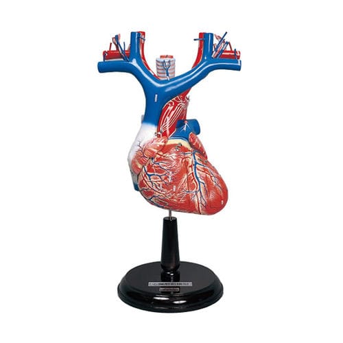 Heart model - S152 - Sakamoto Model Corporation - for teaching