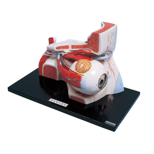 Eye model - S171 - Sakamoto Model Corporation - for teaching / with orbit