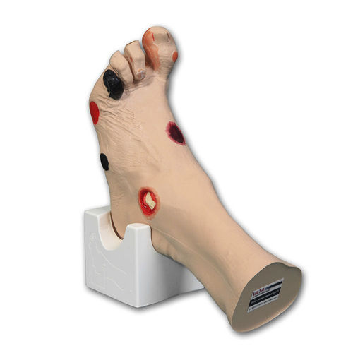 Foot anatomical model - WILMA™ - VATA, Inc. - skin / decubitus ulcer treatment / amputation