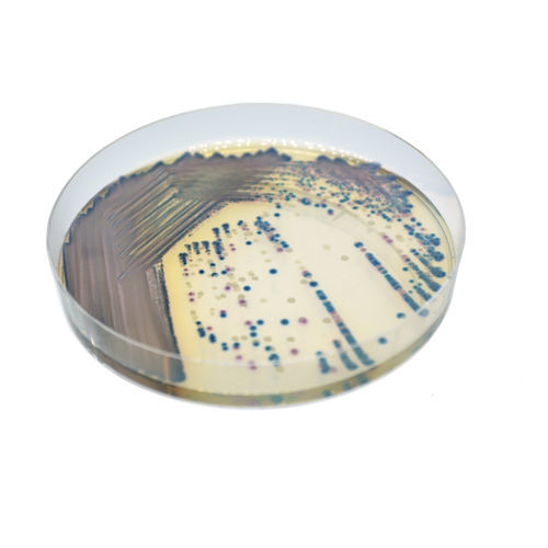 Medium reagent - CO262 - CHROMagar - for bacterial isolation / for urine samples / veterinary laboratory