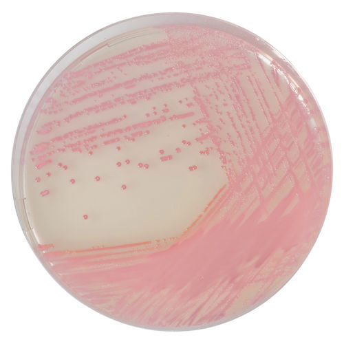 Medium reagent - MR502 - CHROMagar - for bacterial isolation / for stool samples / genetic