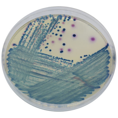 Medium reagent - SC172 - CHROMagar - for microbiology / for urine samples / for stool samples