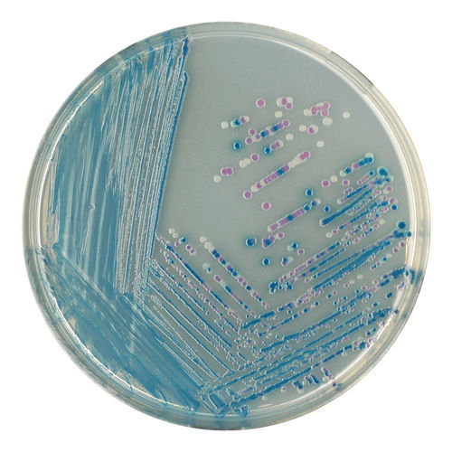 Medium reagent - E22 series - CHROMagar - for bacterial isolation / clinical / for stool samples