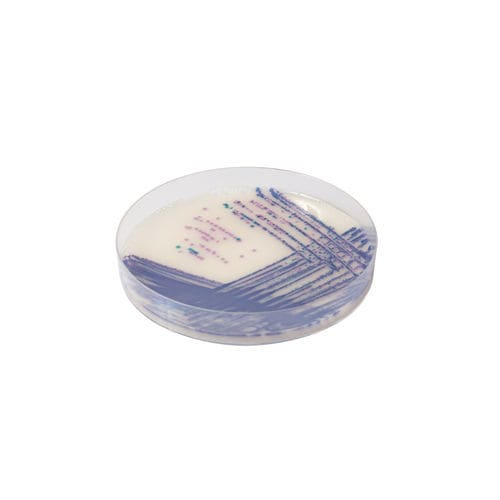 Medium reagent - SA162 - CHROMagar - for bacterial isolation / for food products / Escherichia coli