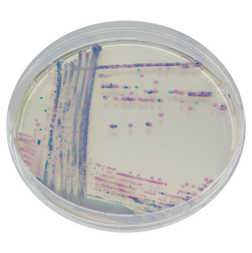 Medium reagent - CQ392 - CHROMagar - for microbiology / veterinary laboratory / Escherichia coli