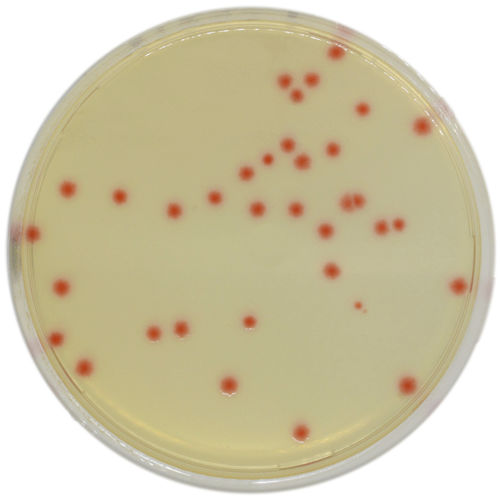 Medium reagent - PF652 - CHROMagar - for microbiology / veterinary laboratory / Clostridium perfringens
