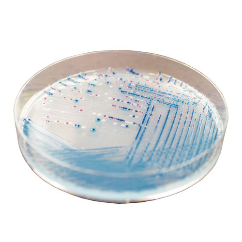 MacConkey agar reagent - EE222 - CHROMagar - for microbiology / veterinary laboratory / Escherichia coli