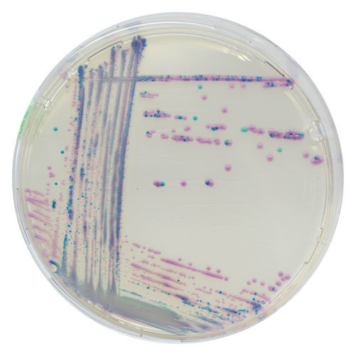 Medium reagent - TA672 - CHROMagar - tissue / diagnostic / for food ...