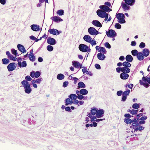 Stain reagent - 38016SS4A - Leica Biosystems - for histopathology / for histology / for research