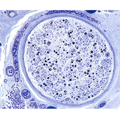 Stain reagent - 38017SS23 - Leica Biosystems - for histology / powder