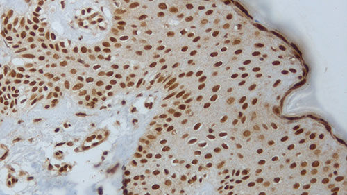 Medium reagent - akt-phosphorylated - Leica Biosystems - immunohistochemistry / liquid / for antigens