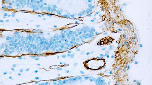 Monoclonal antibody - CAVEOLIN-1-L - Leica Biosystems - antibody / immunohistochemistry / for research