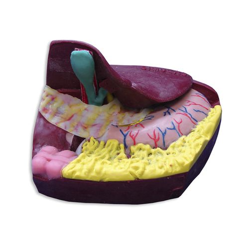 Bile duct anatomical model - LCD-10 - Simulab Corporation - laparoscopy